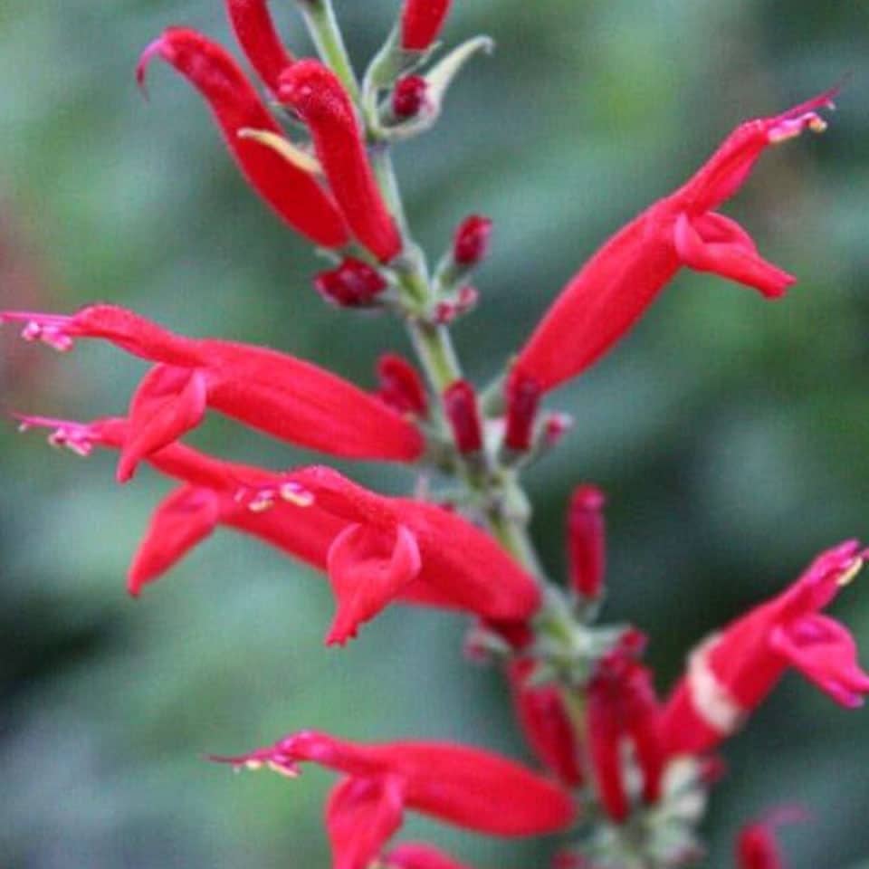 Fresh Pineapple Sage Edible Flowers