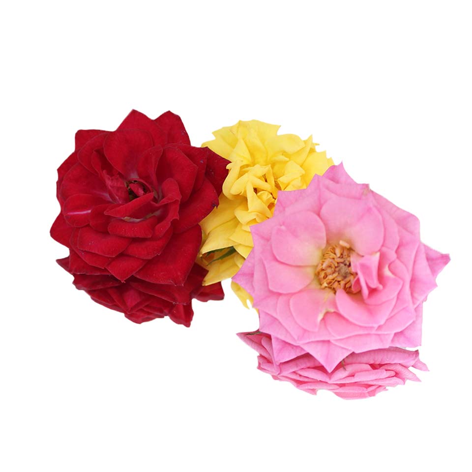 Fresh Rose Edible Flowers