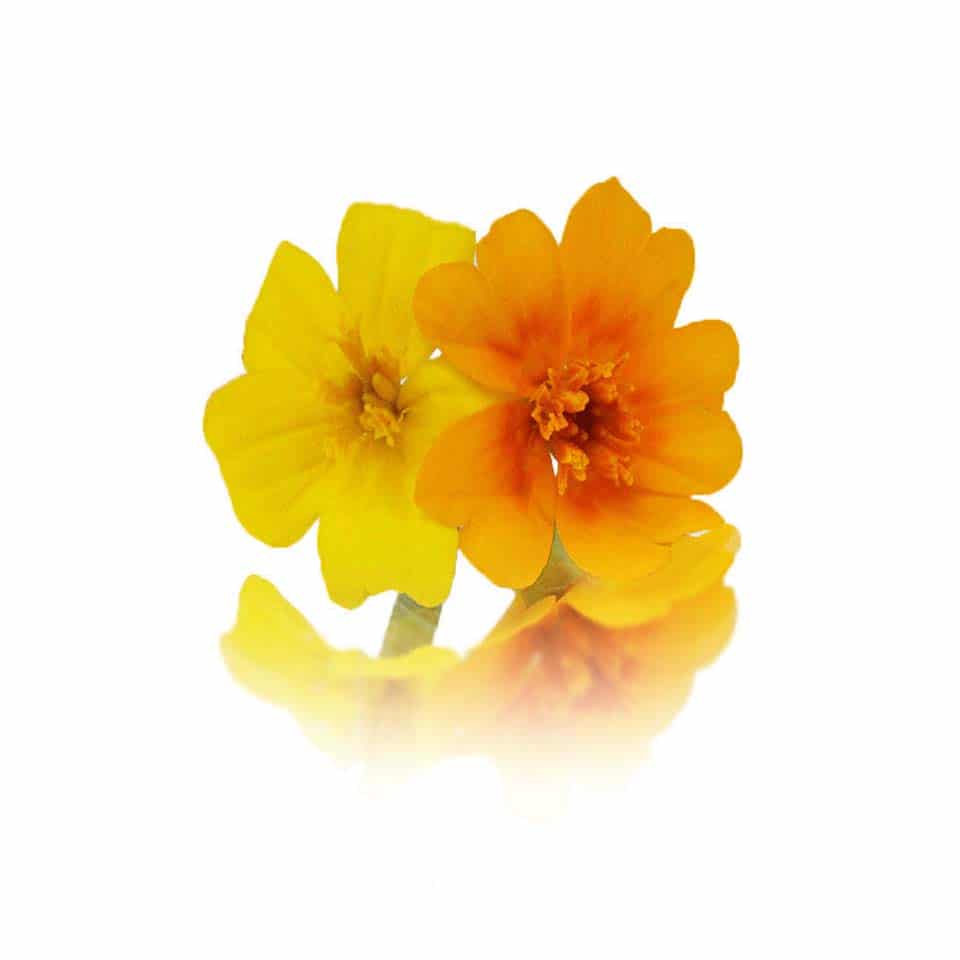 Fresh Tiny Tagete (Marigold) Edible Flowers