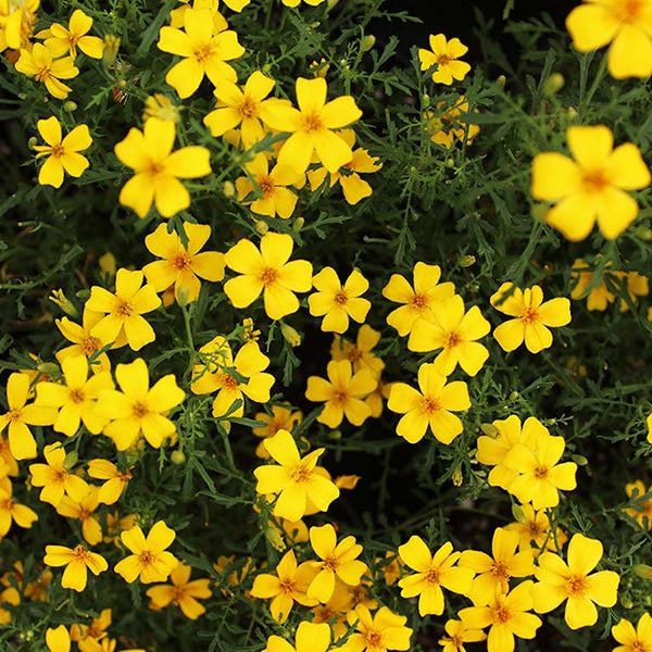 Fresh Tiny Tagete (Marigold) Edible Flowers
