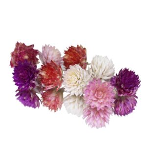 Dried Amaranth Pom Pom Flowers - Cakeonuts