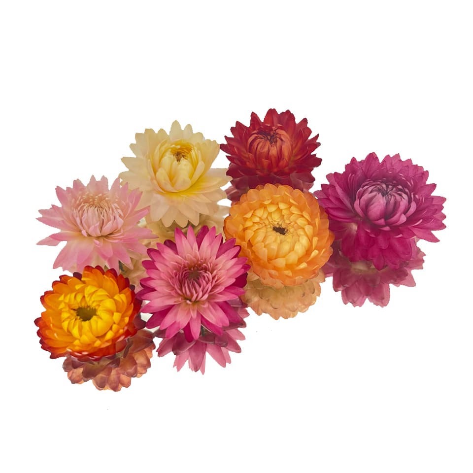 Dried Everlasting Edible Flowers