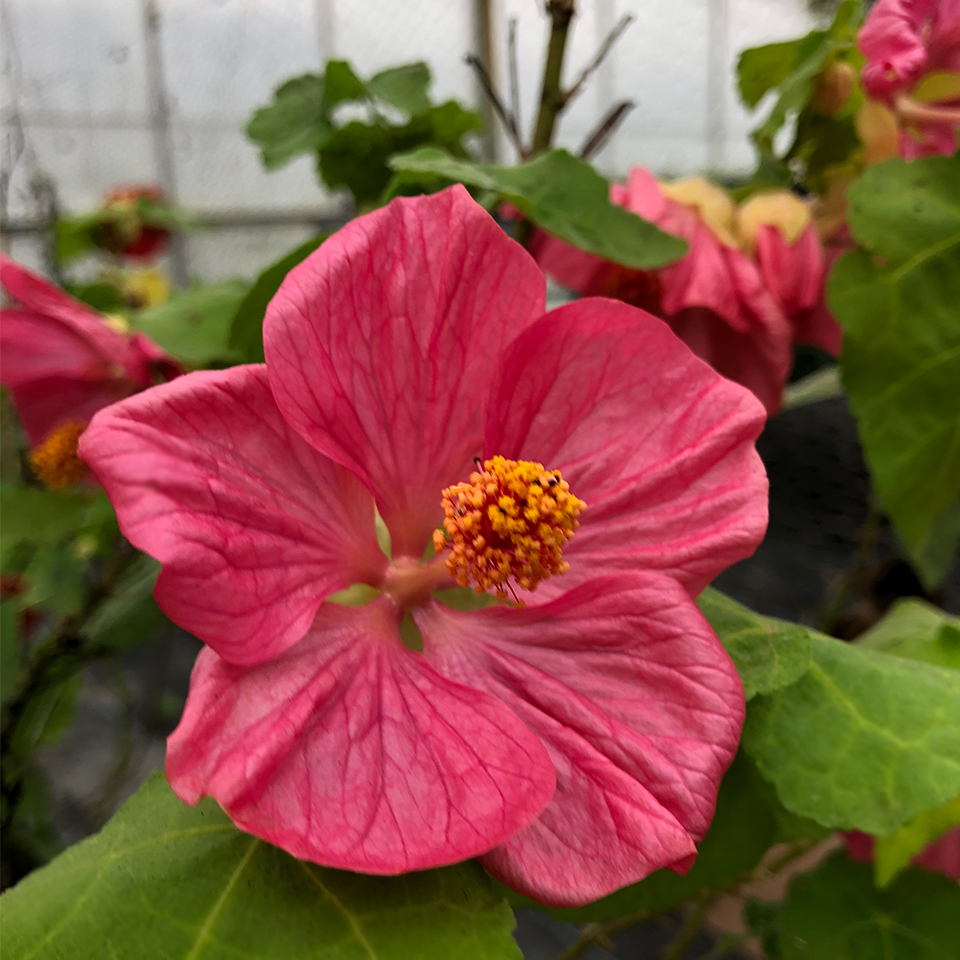 Fresh Abutilon (Paradise) Edible Flowers