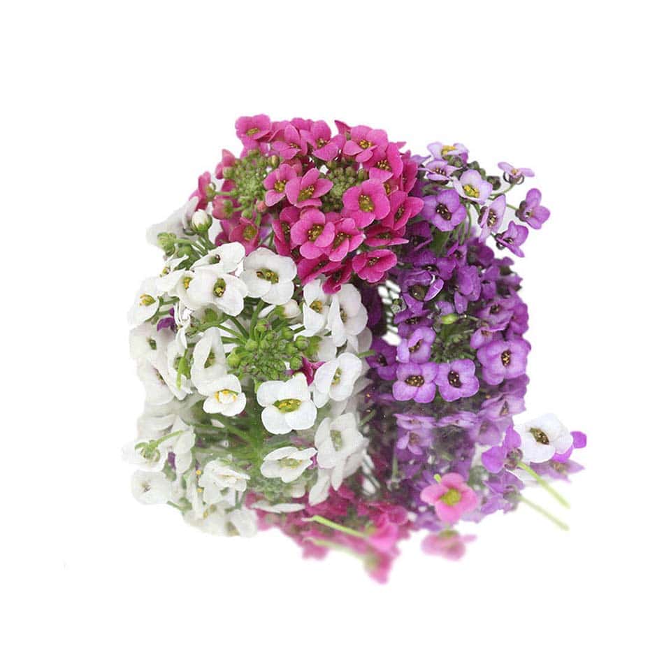 Fresh Alyssum Edible Flowers