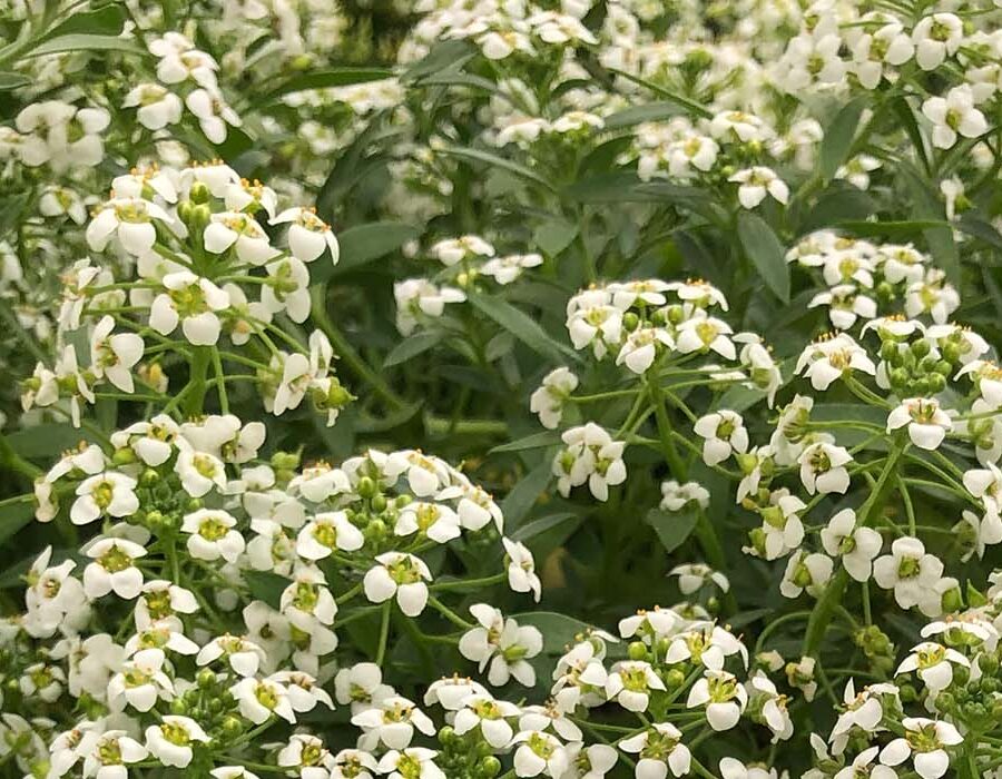 Fresh Alyssum Edible Flowers