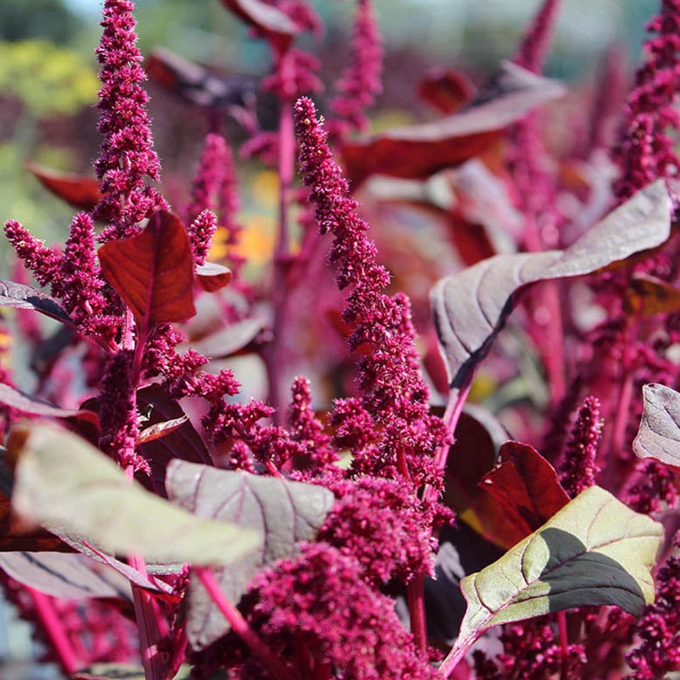 Fresh Amaranth Edible Flowers