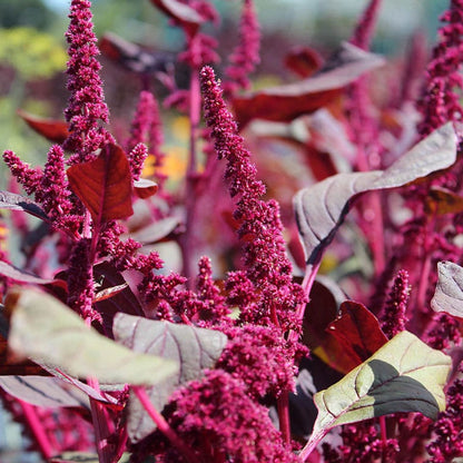 Fresh Amaranth Edible Flowers