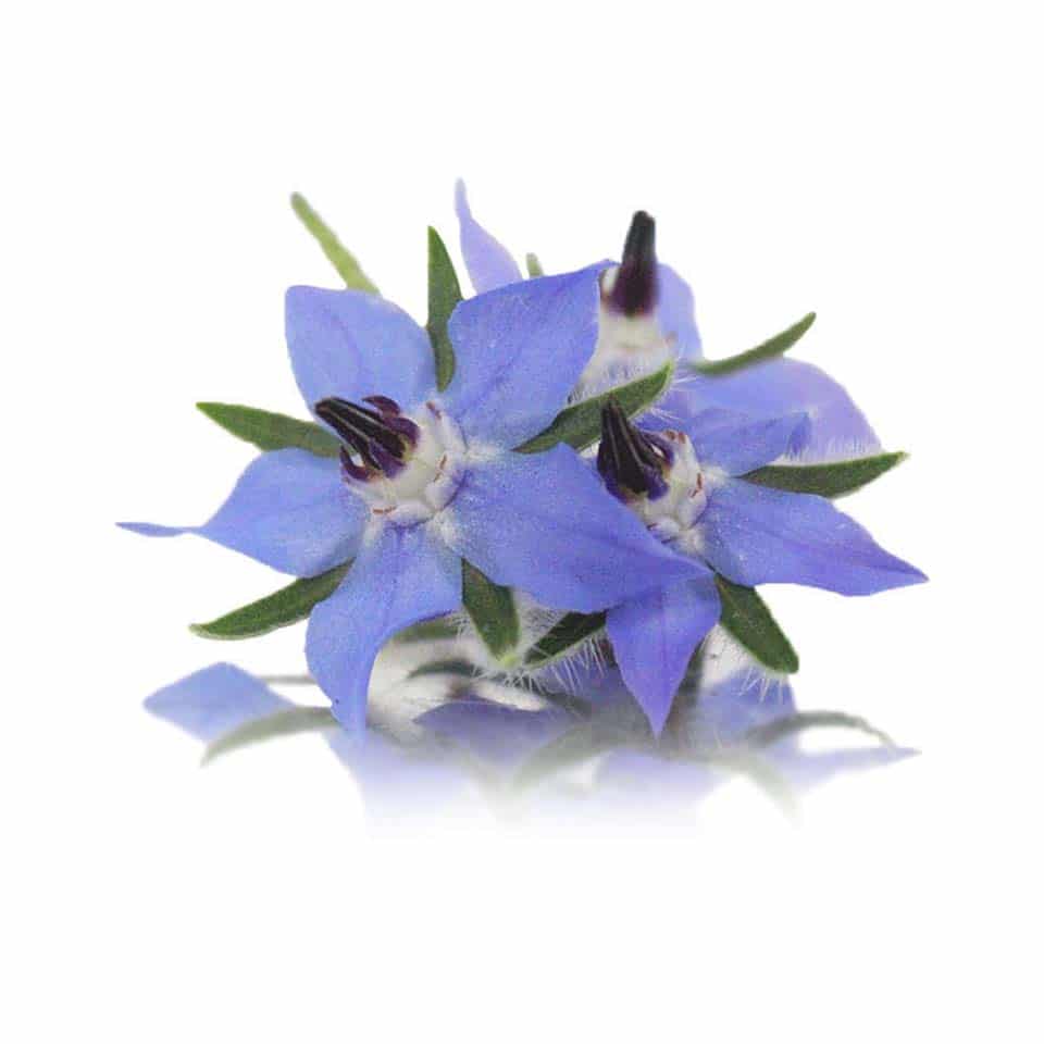 Fresh Borage Edible Flowers