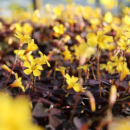 Fresh Butterfly Sorrel Edible Flowers