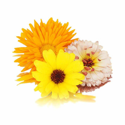 Fresh Calendula Edible Flowers