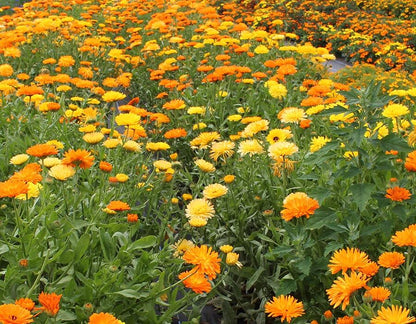 Fresh Calendula Edible Flowers