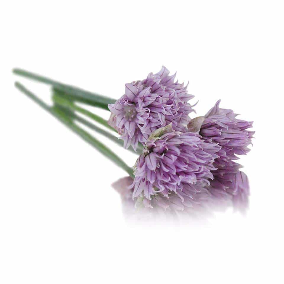 Fresh Chive (Allium) Edible Flowers