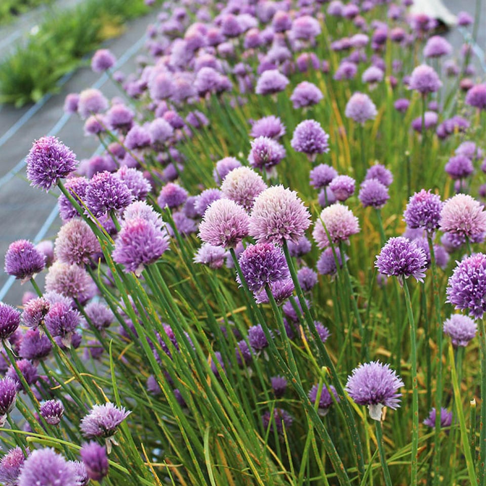 Fresh Chive (Allium) Edible Flowers