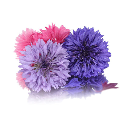 Fresh Cornflower Edible Flowers