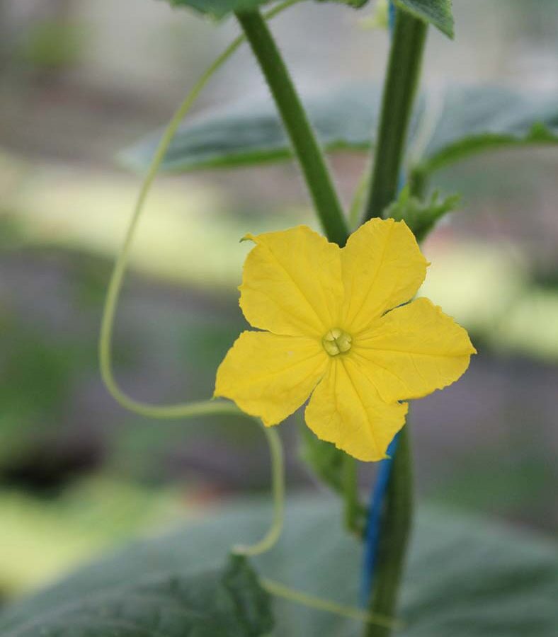 Fresh Cucumber Edible Flowers