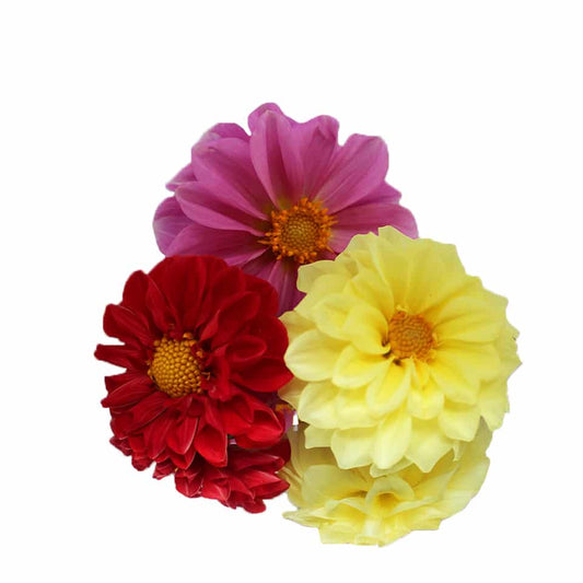 Fresh Dahlia Edible Flowers