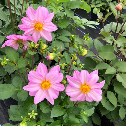 Fresh Dahlia Edible Flowers