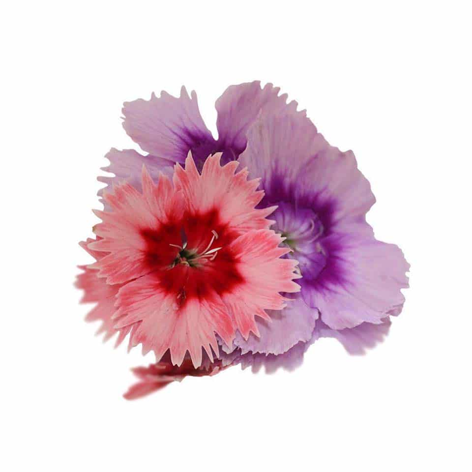 Fresh Dianthus Edible Flowers