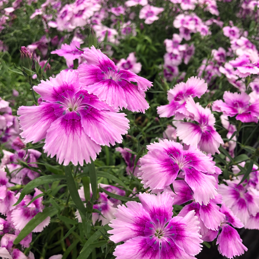 Fresh Dianthus Edible Flowers