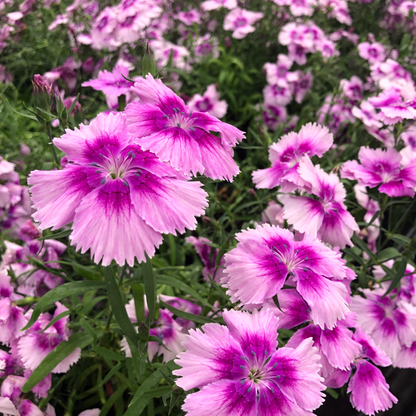 Fresh Dianthus Edible Flowers