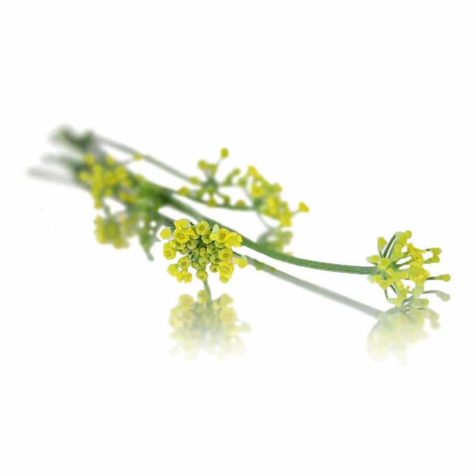 Fresh Fennel Edible Flowers