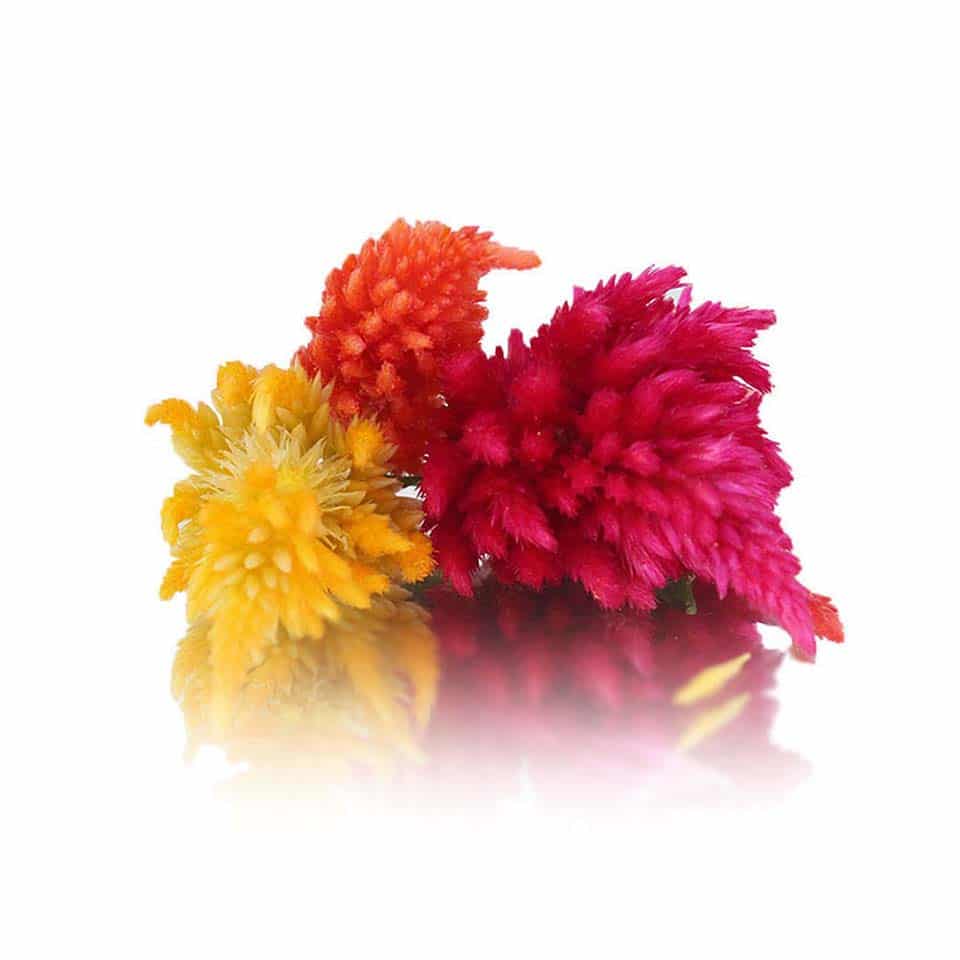 Fresh Fire Feather Edible Flowers