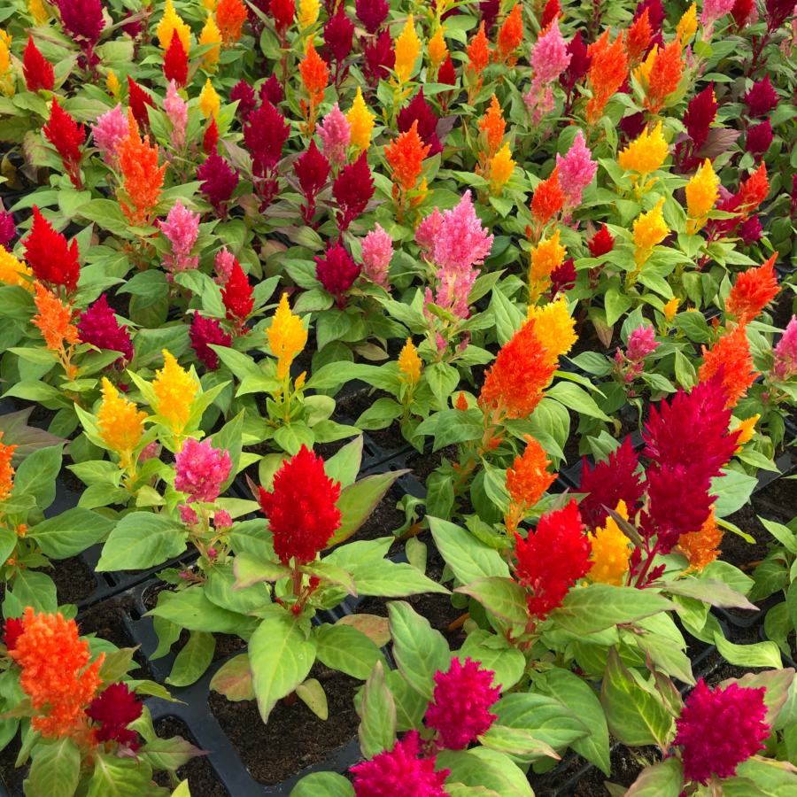 Fresh Fire Feather Edible Flowers