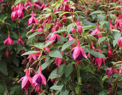 Fresh Fuchsias Edible Flowers