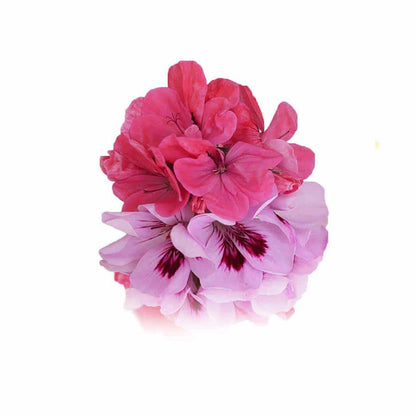 Fresh Geranium Petal Edible Flowers