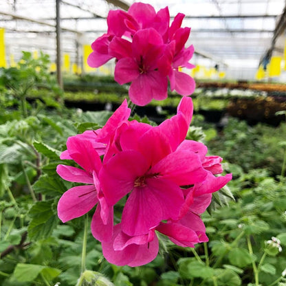 Fresh Geranium Petal Edible Flowers