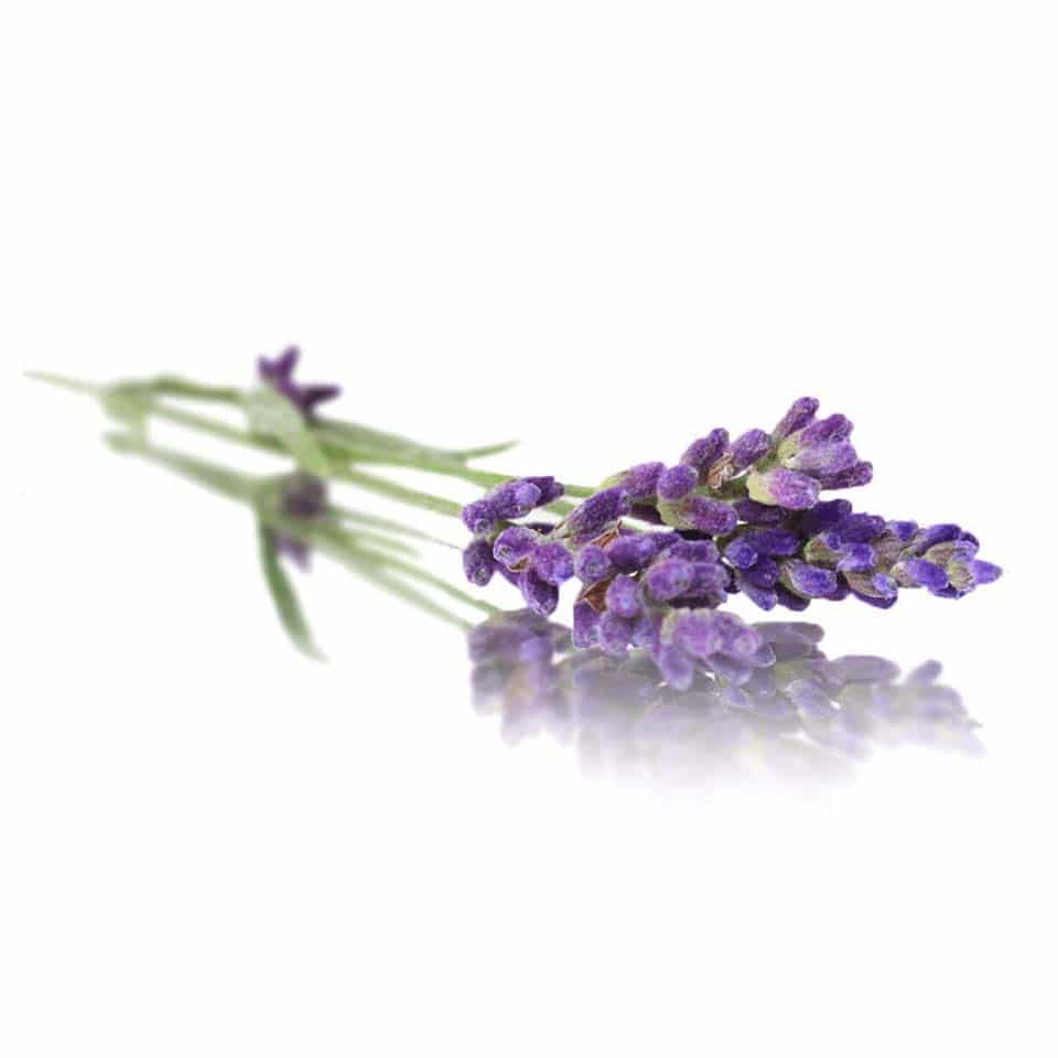 Fresh Lavender Edible Flowers