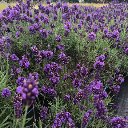 Fresh Lavender Edible Flowers