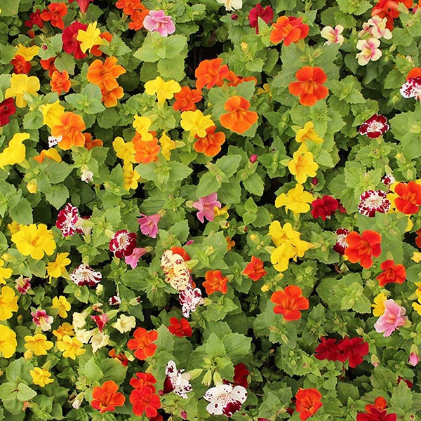 Fresh Mimulus (Monkey) Edible Flowers