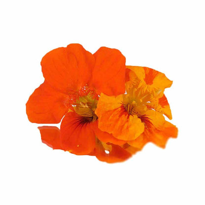 Fresh Nasturtium Edible Flowers