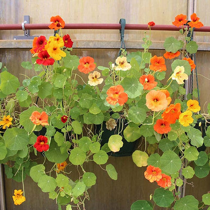 Fresh Nasturtium Edible Flowers