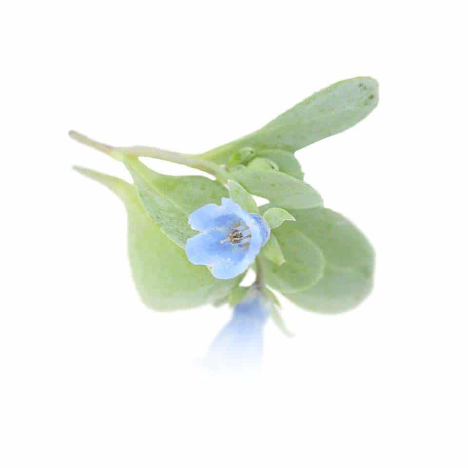 Fresh Oyster (Sea Bluebells) Edible Flowers