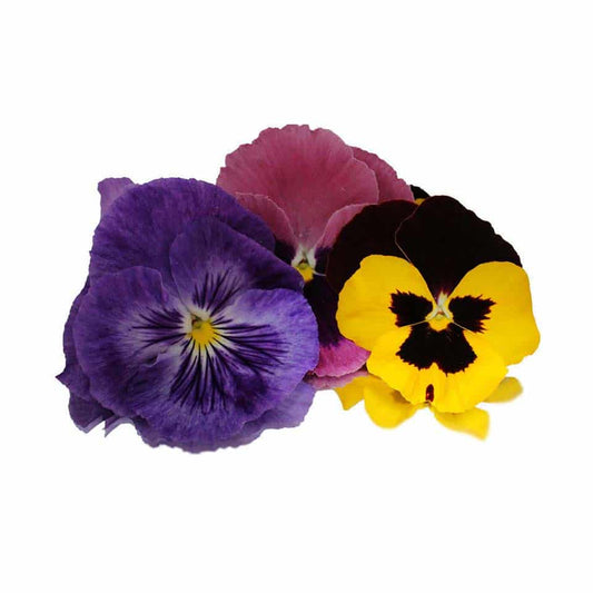 Fresh Pansy Edible Flowers