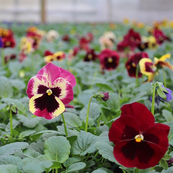 Fresh Pansy Edible Flowers