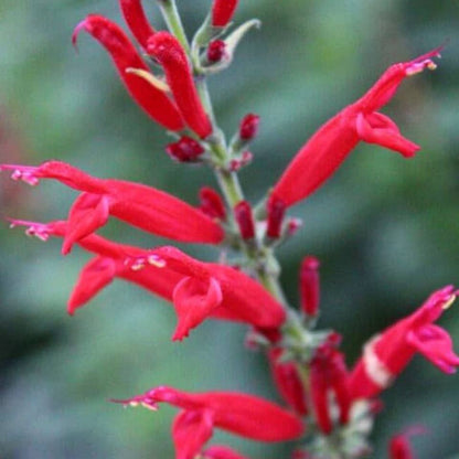 Fresh Pineapple Sage Edible Flowers