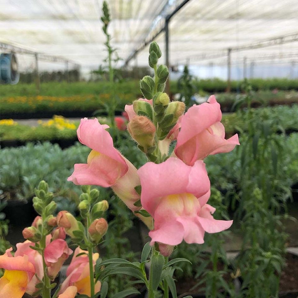 Fresh Snap Dragon Edible Flowers