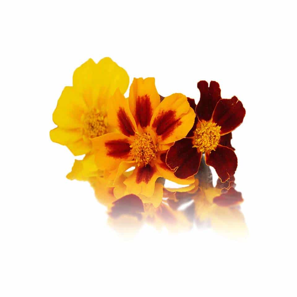 Fresh Tagete (Marigold) Edible Flowers