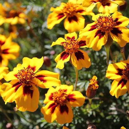Fresh Tagete (Marigold) Edible Flowers