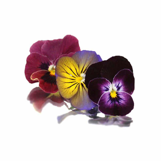 Fresh Viola Edible Flowers