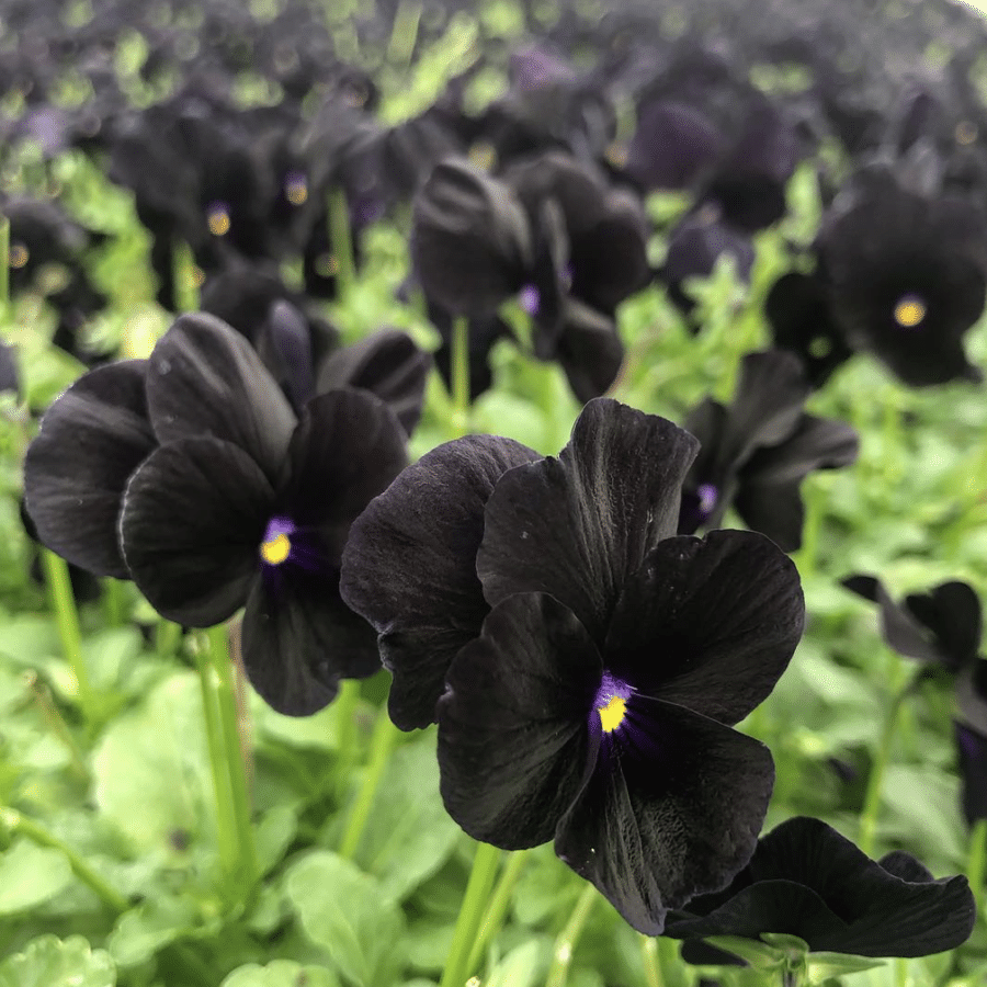 Fresh Viola Edible Flowers