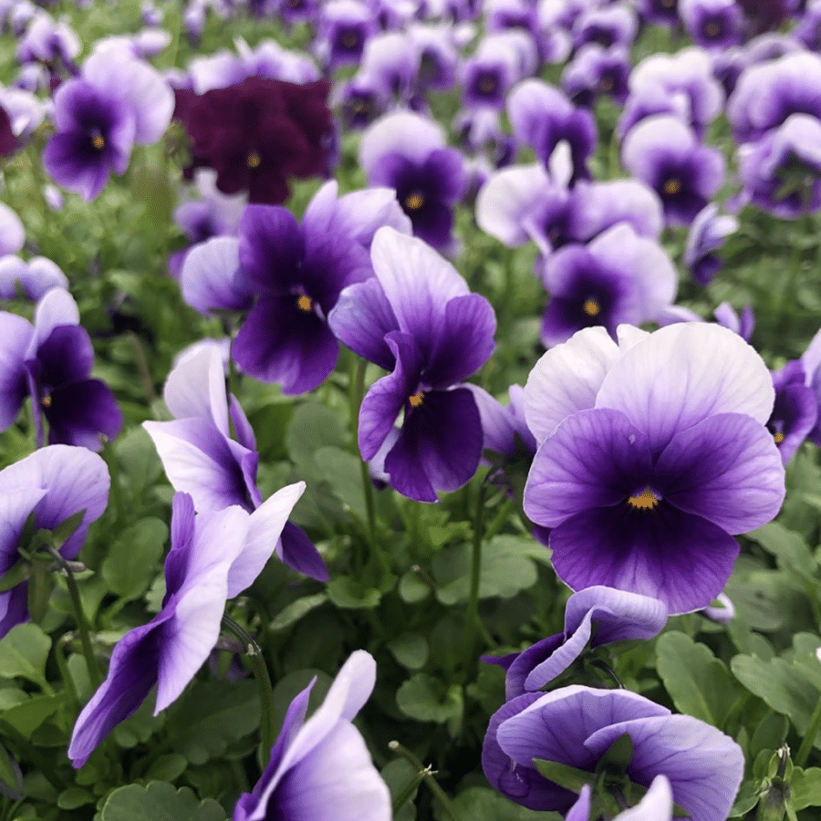 Fresh Viola Edible Flowers