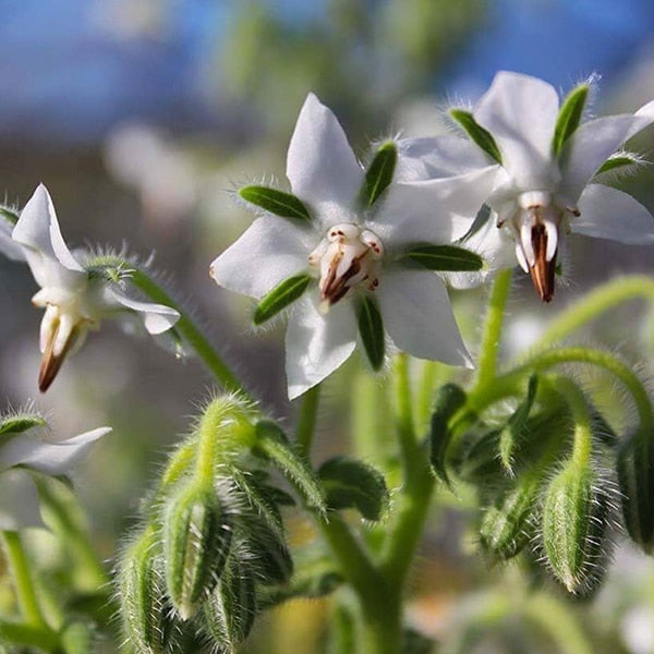 Fresh Borage Edible Flowers