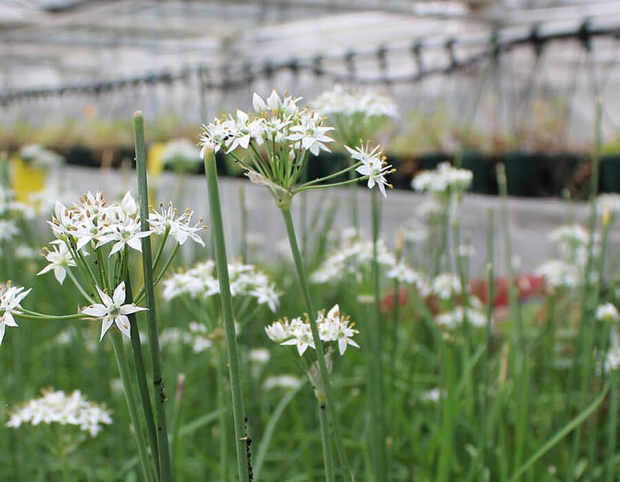 Fresh Garlic Edible Flowers