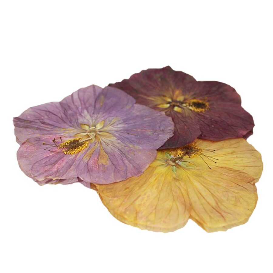 Pressed Abutilon (Paradise) Flowers - Cakeonuts