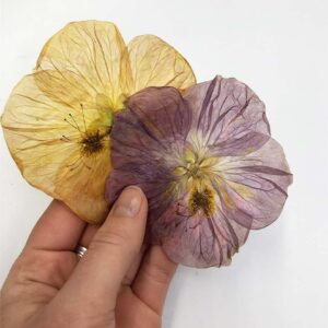 Pressed Abutilon (Paradise) Flowers - Cakeonuts