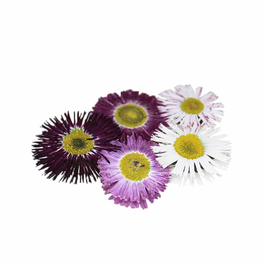 Pressed Bellis Daisy Flowers - Cakeonuts